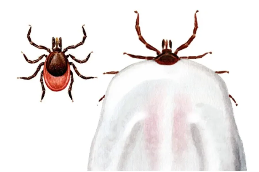 Illustrasjon av flått